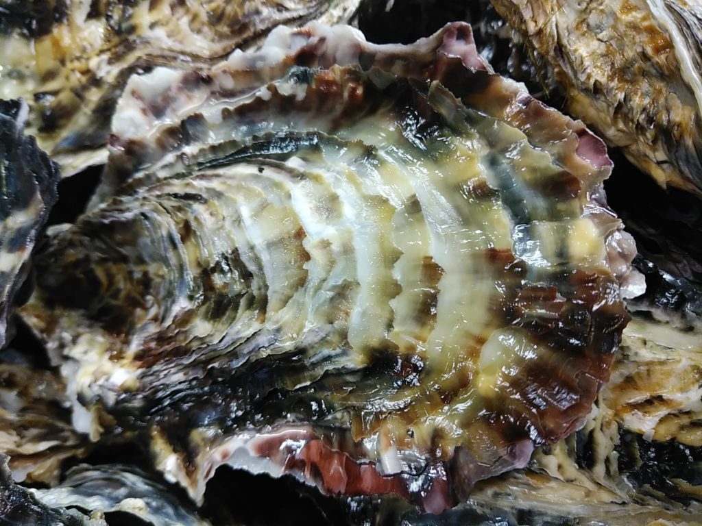 なんと美しい真牡蠣の殻
